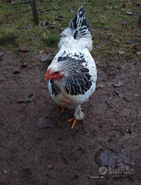 4 galline+ 1 gallo Brahma