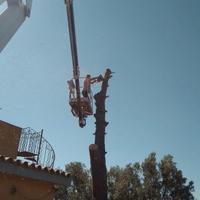Combattimenti alberi