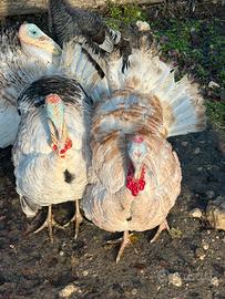 Tacchini leggeri (nostrani)