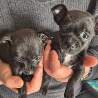 Chihuahua pelo corto