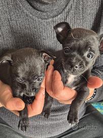 Chihuahua pelo corto