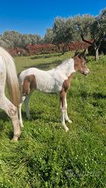 Cavalla appallosa e puledra paint