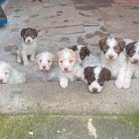 Lagotto Romagnolo