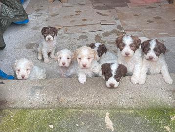 Lagotto Romagnolo