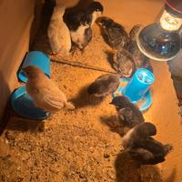 Pulcini marans, Oliver egger