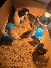 Pulcini marans, Oliver egger