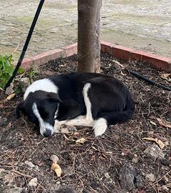Cagnolini in adozione