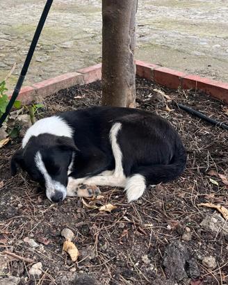 Cagnolini in adozione