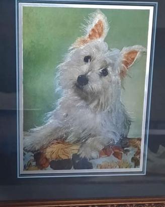 quadro dipinto cane maltese 
