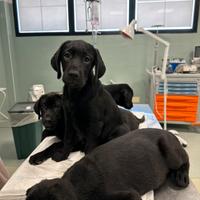 Cuccioli Labrador miele nero e chocolate