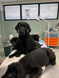 Cuccioli Labrador miele nero e chocolate