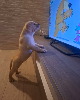 cucciolo labrador miele