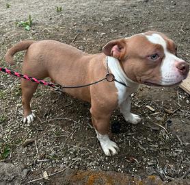 American Bully pocket