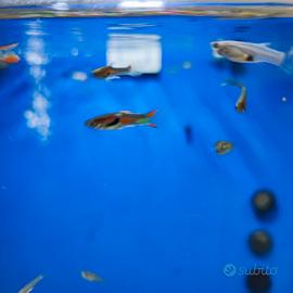 Guppy endler oseibo