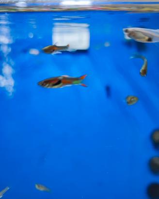 Guppy endler oseibo
