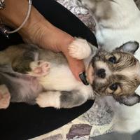 Chihuahua maschi