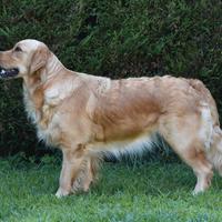 GOLDEN RETRIEVER cuccioli