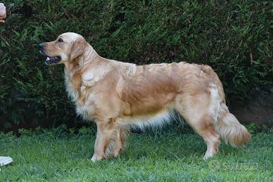 GOLDEN RETRIEVER cuccioli