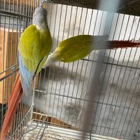 Pyrura mutazione diluita