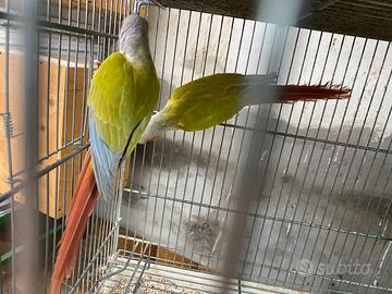 Pyrura mutazione diluita