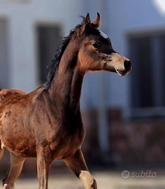Puledro Arabo Purosangue