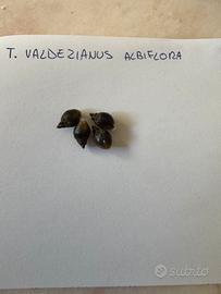 T. Valdezianus albiflora