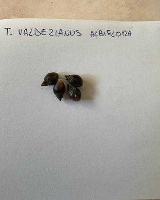T. Valdezianus albiflora
