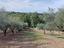 Immagine 7