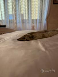 Elegante Stola Vintage in Vera Volpe