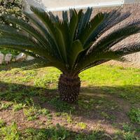 Cycas