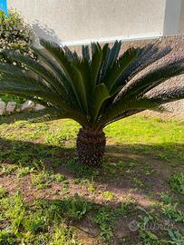 Cycas