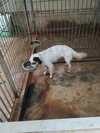 Setter inglese bianco fegato