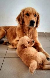 Golden retriever americano cuccioli