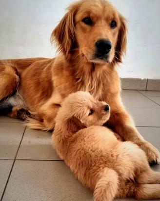 Golden retriever americano cuccioli