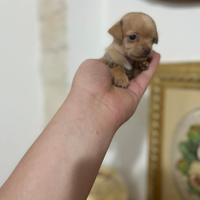 Mini chihuahua toy da borsetta