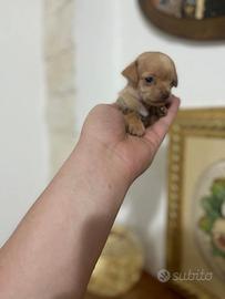 Mini chihuahua toy da borsetta