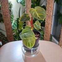 Philodendron El Choco Red