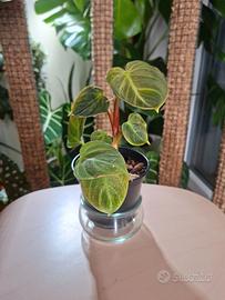 Philodendron El Choco Red