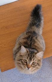 Disponibile Cucciolo di Gatto Siberiano(MASCHIO)