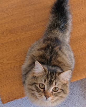 Disponibile Cucciolo di Gatto Siberiano(MASCHIO)