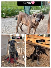 Gina, gilda e greta, 11 mesi