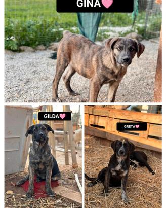 Gina, gilda e greta, 11 mesi
