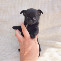 Chihuahua mini