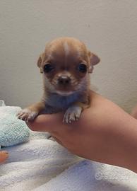 Cucciolo di chihuahua mini