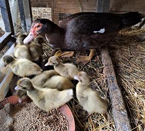 Anatroccoli di anatra muta bronzo, grigio perla e