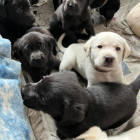 Cuccioli di labrador