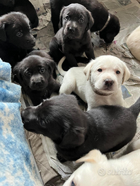 Cuccioli di labrador