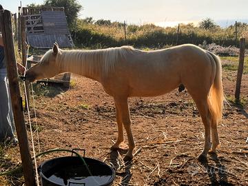 Puledro Quarter Horse