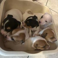 Cagnolini jack rassel