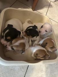 Cagnolini jack rassel